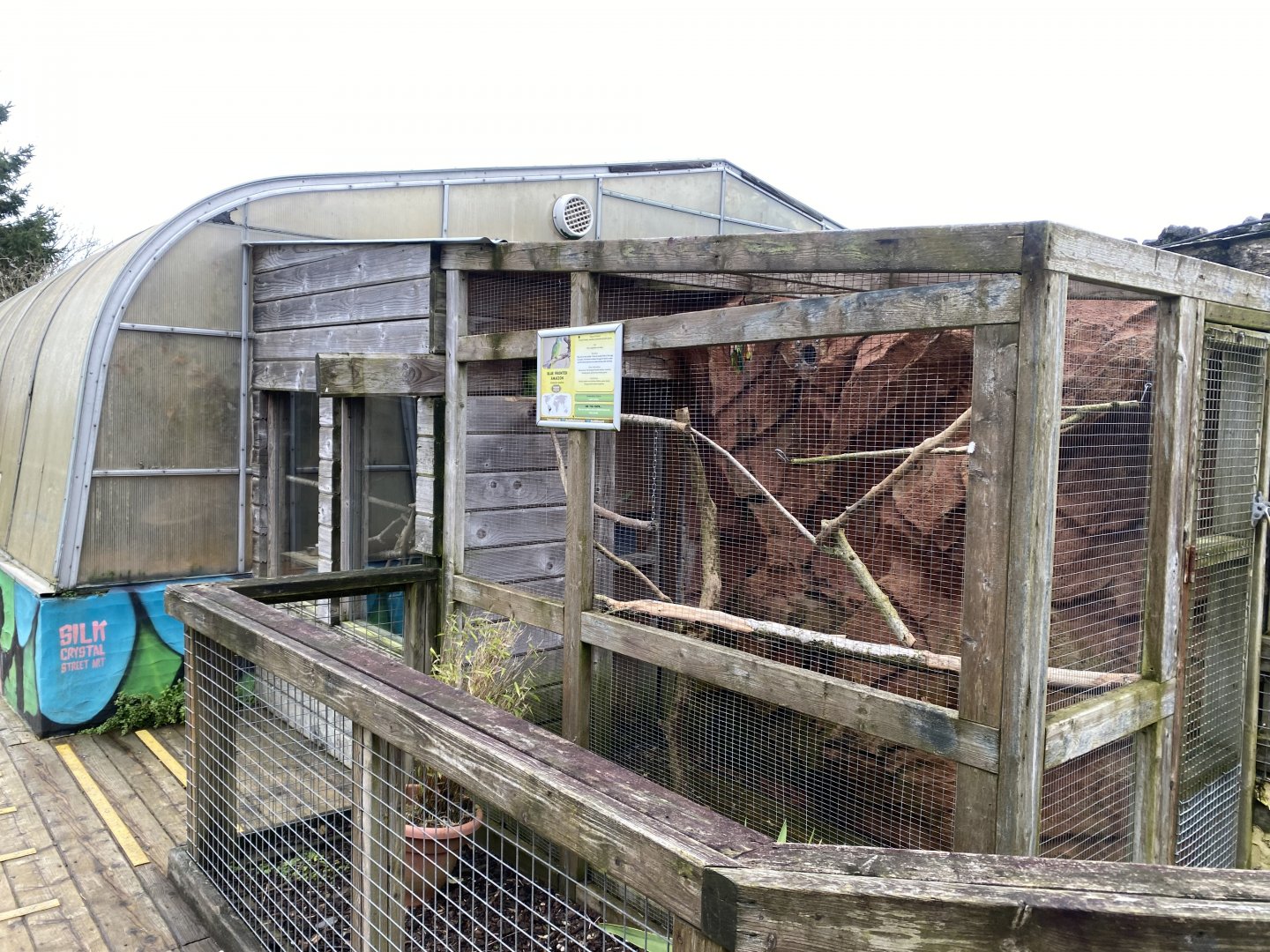 Turquoise-fronted amazon aviary 170224