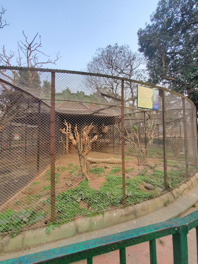 Turquoise Fronted Amazon Exhibit - January 2023