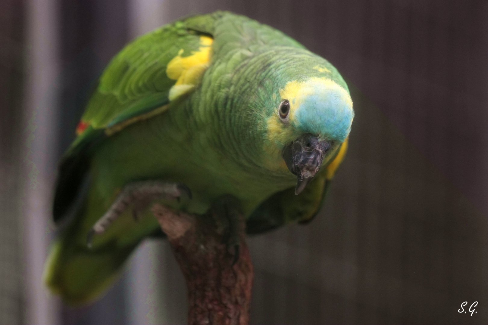Turquoise-fronted amazon