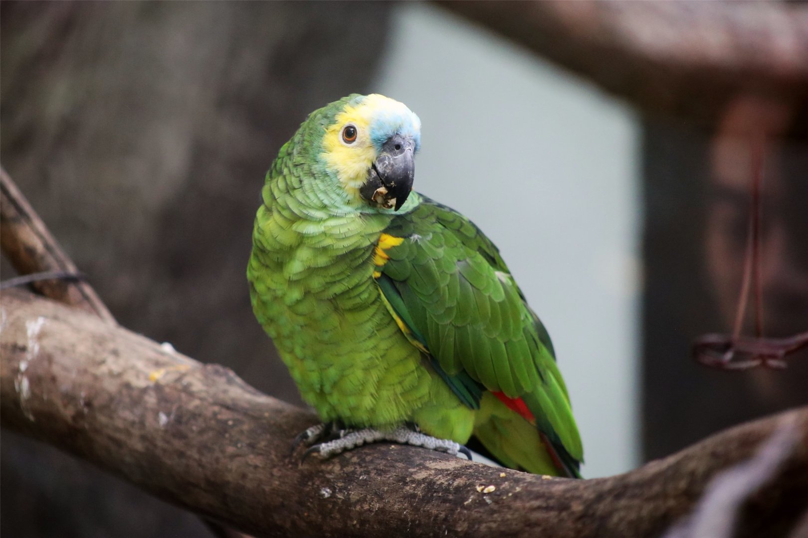 Turquoise-fronted Amazon
