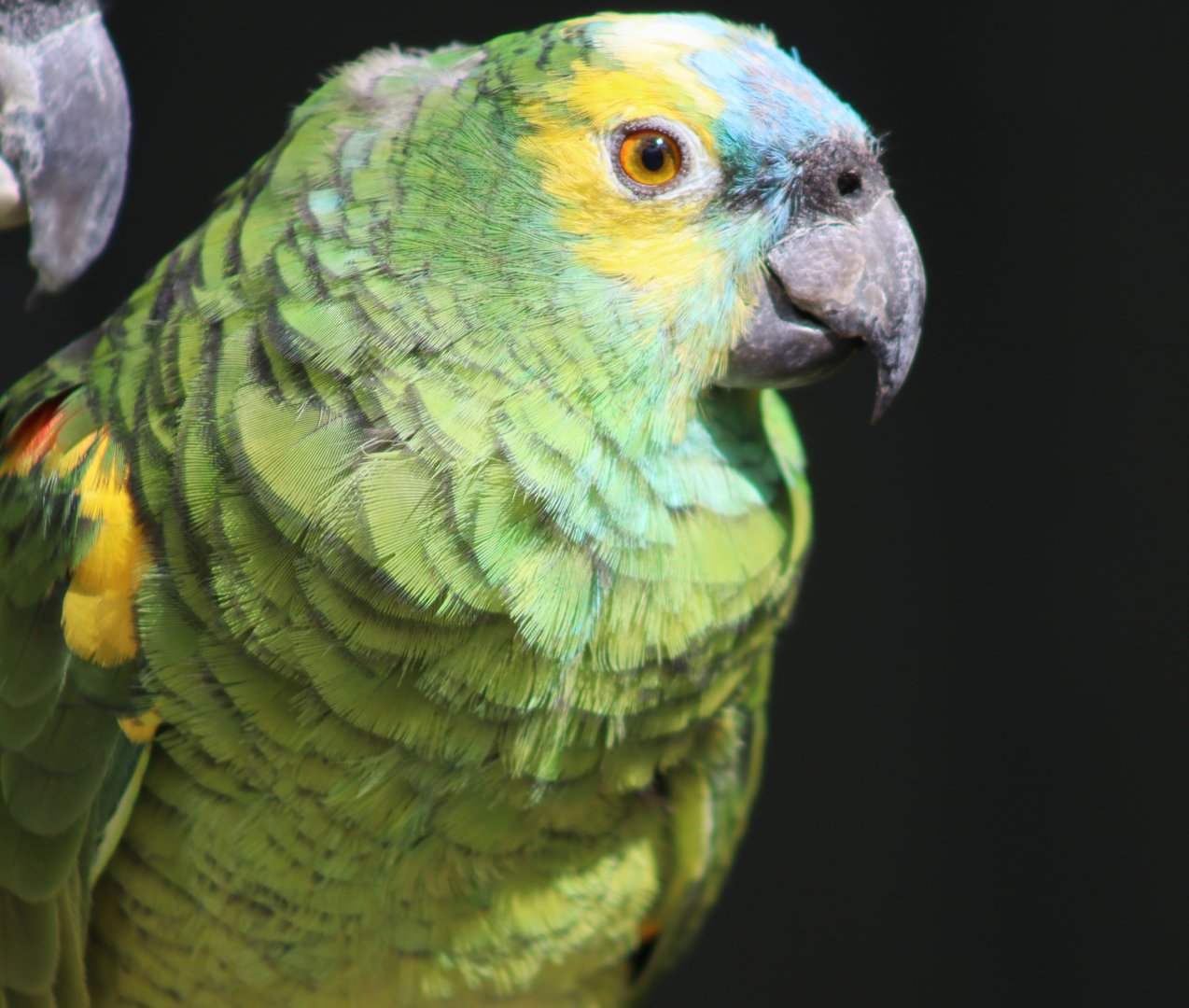Turquoise-fronted Amazon