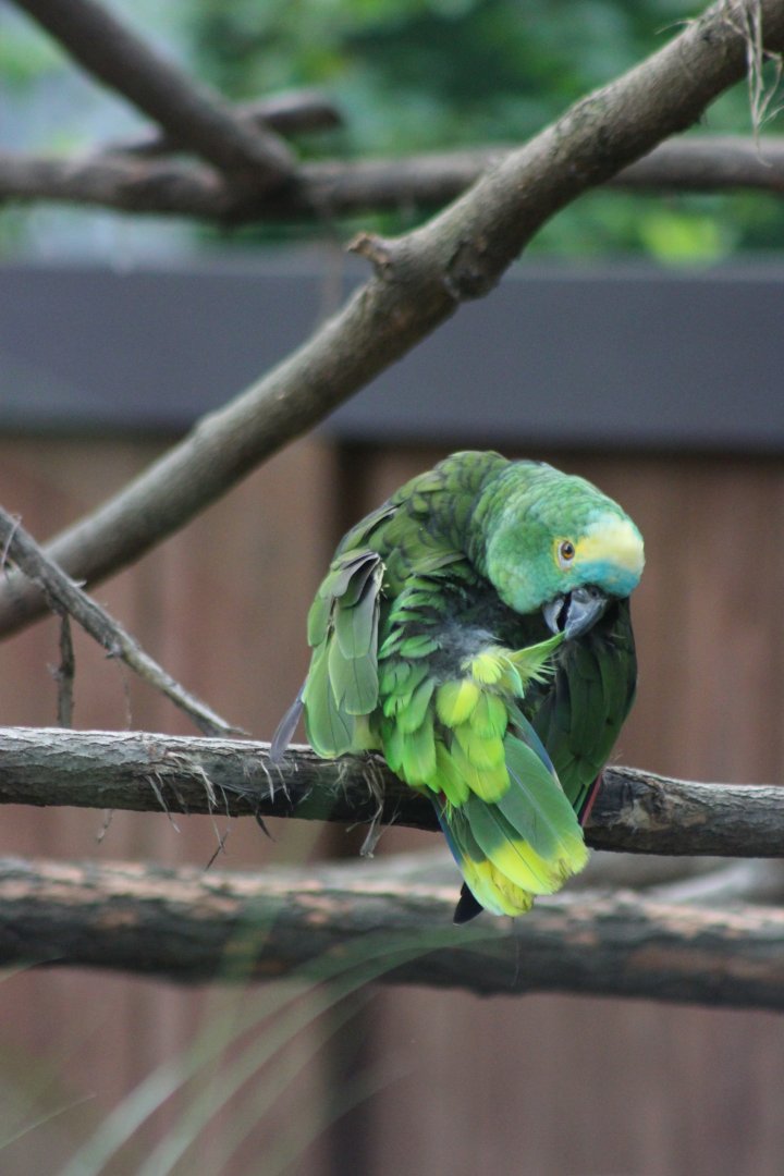 Turquoise-fronted Amazon
