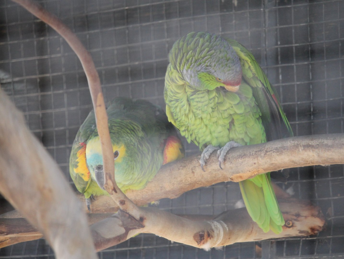 Turquoise-fronted and Lilac-crowned Amazons