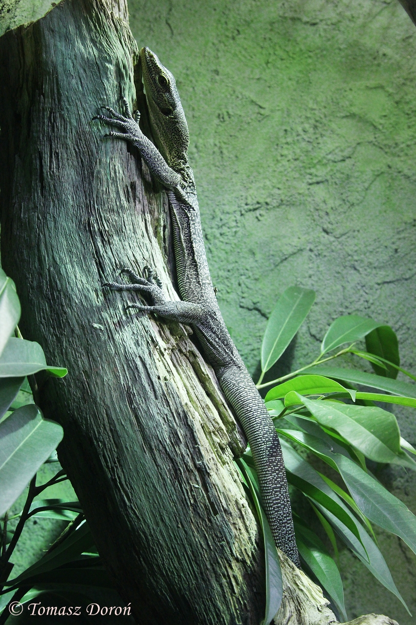 Turquoise Monitor (Varanus caerulivirens)