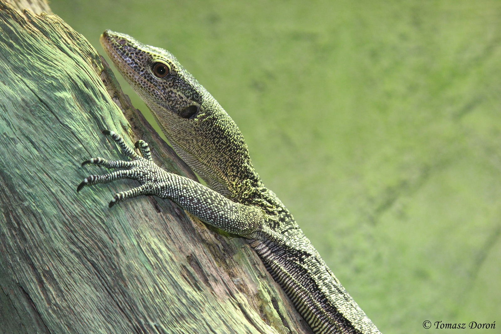 Turquoise Monitor (Varanus caerulivirens)