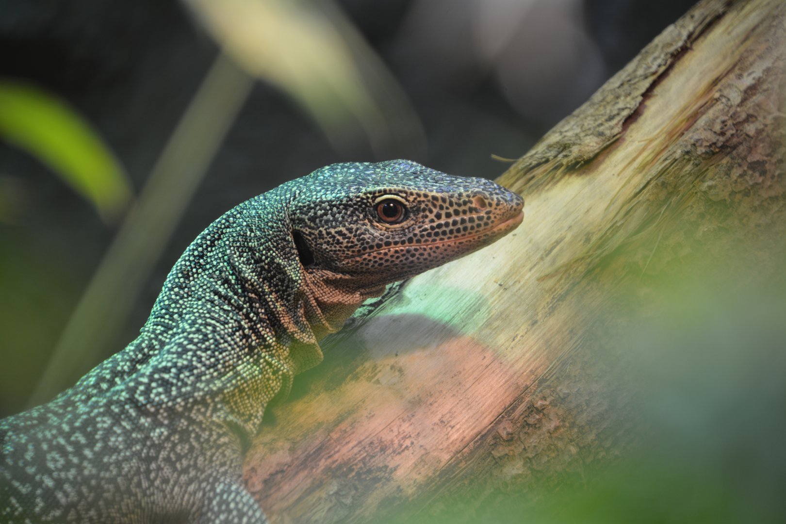 Turquoise monitor (Varanus caerulivirens)