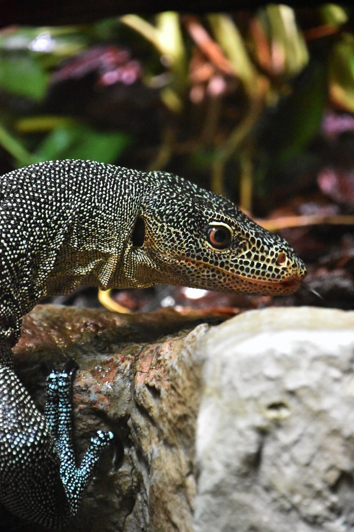 Turquoise monitor, Varanus caerulivirens