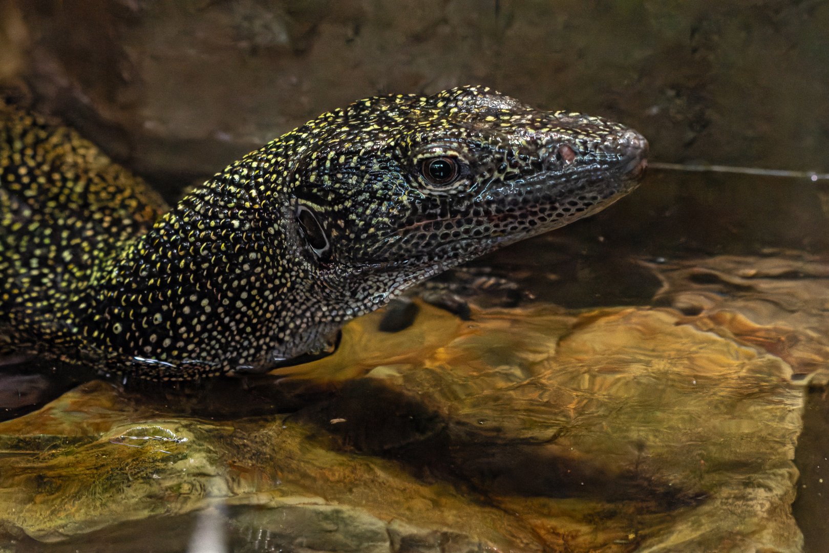 Turquoise monitor (Varanus caerulivirens)