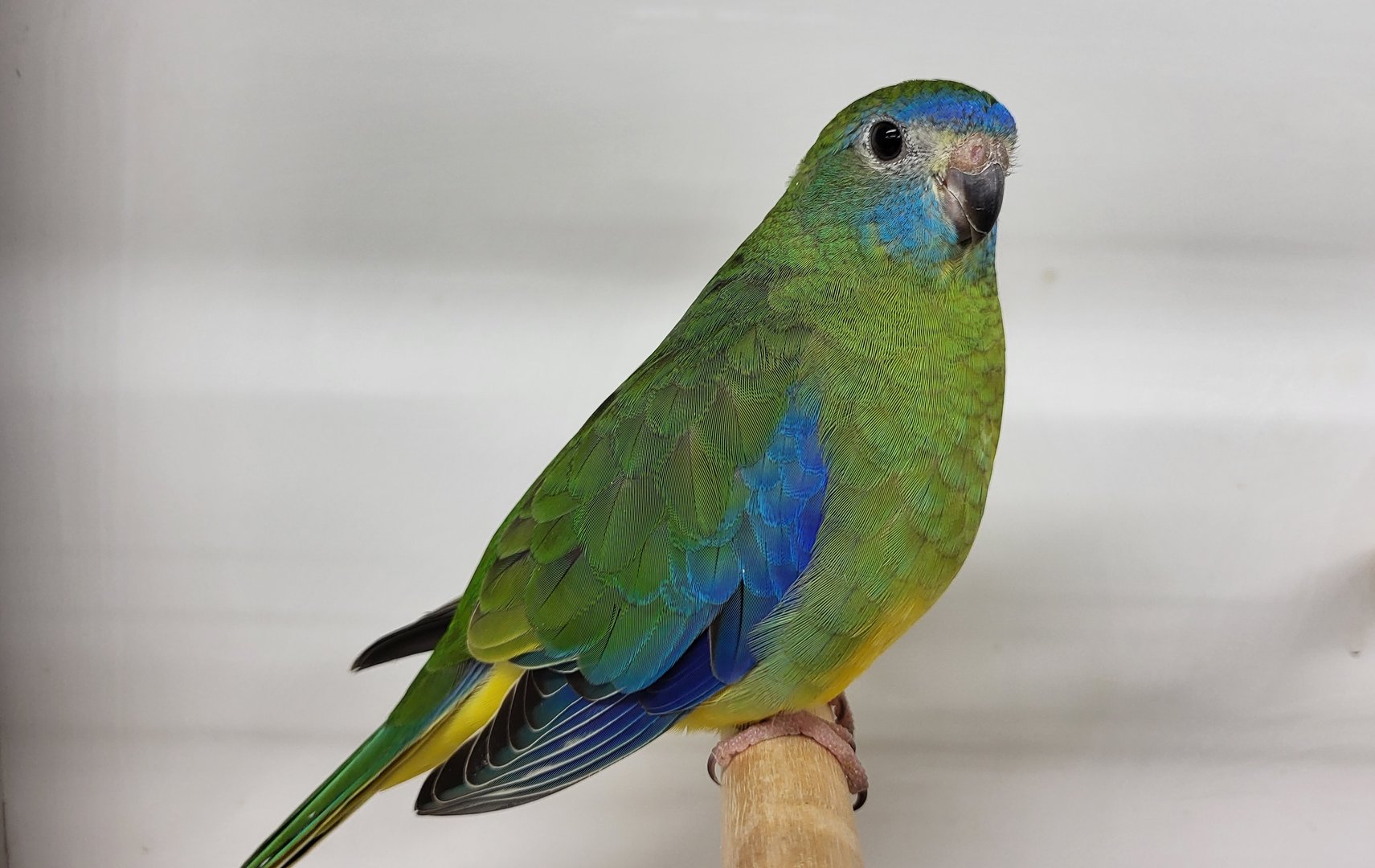 Turquoise parakeet - female