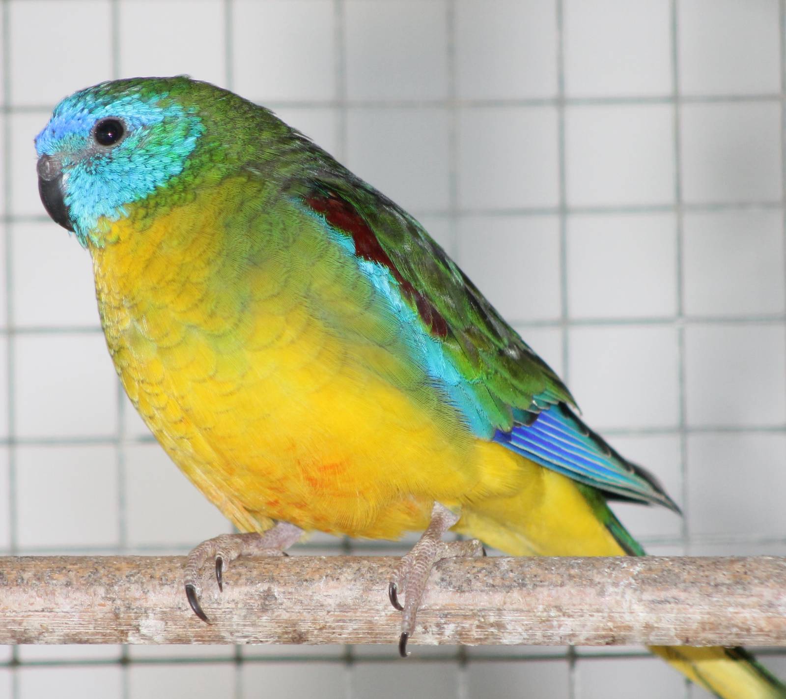 Turquoise parakeet