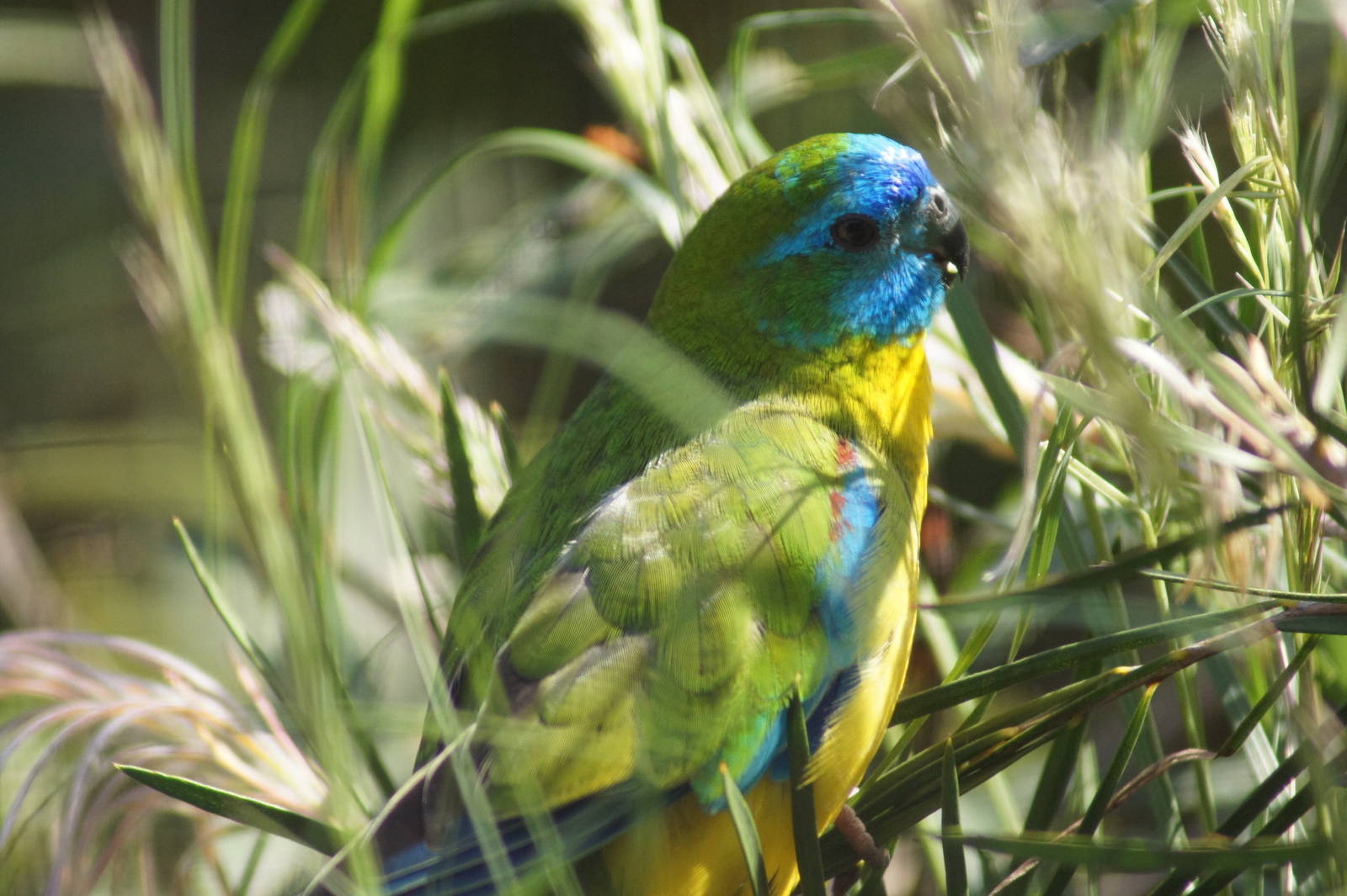 Turquoise Parrot Male