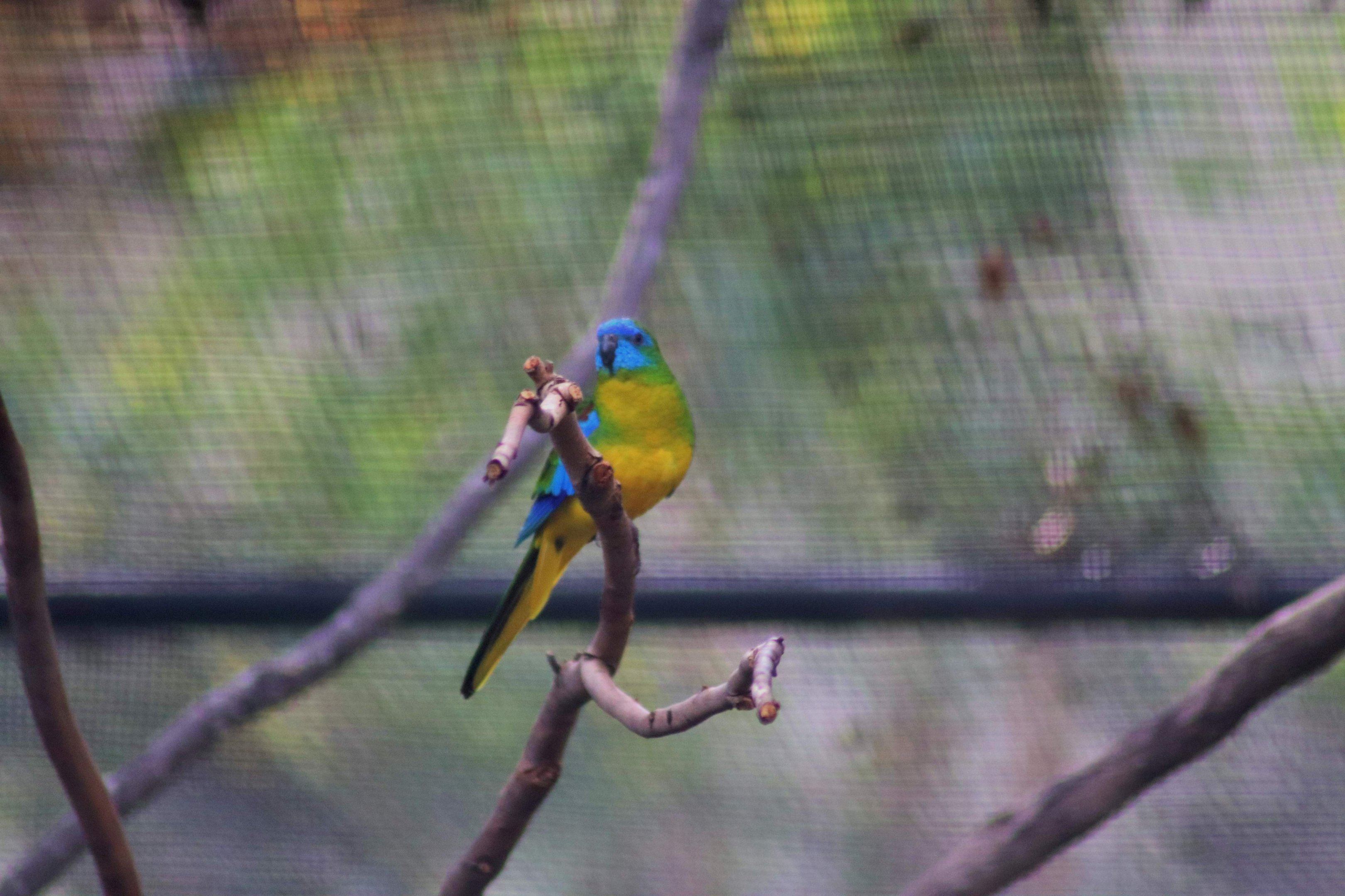 Turquoise Parrot (Neophema pulchella)
