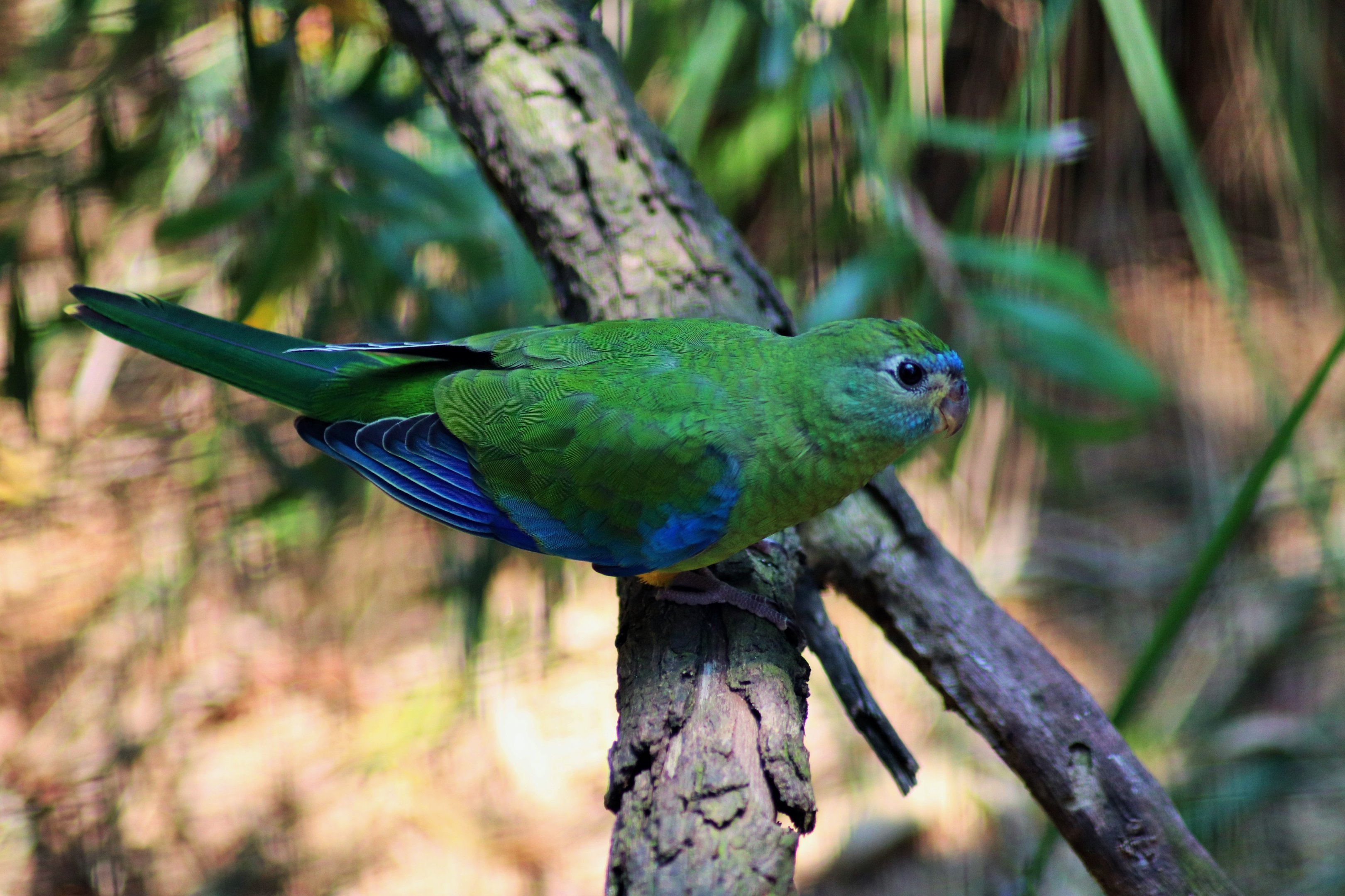 Turquoise Parrot (Neophema pulchella)