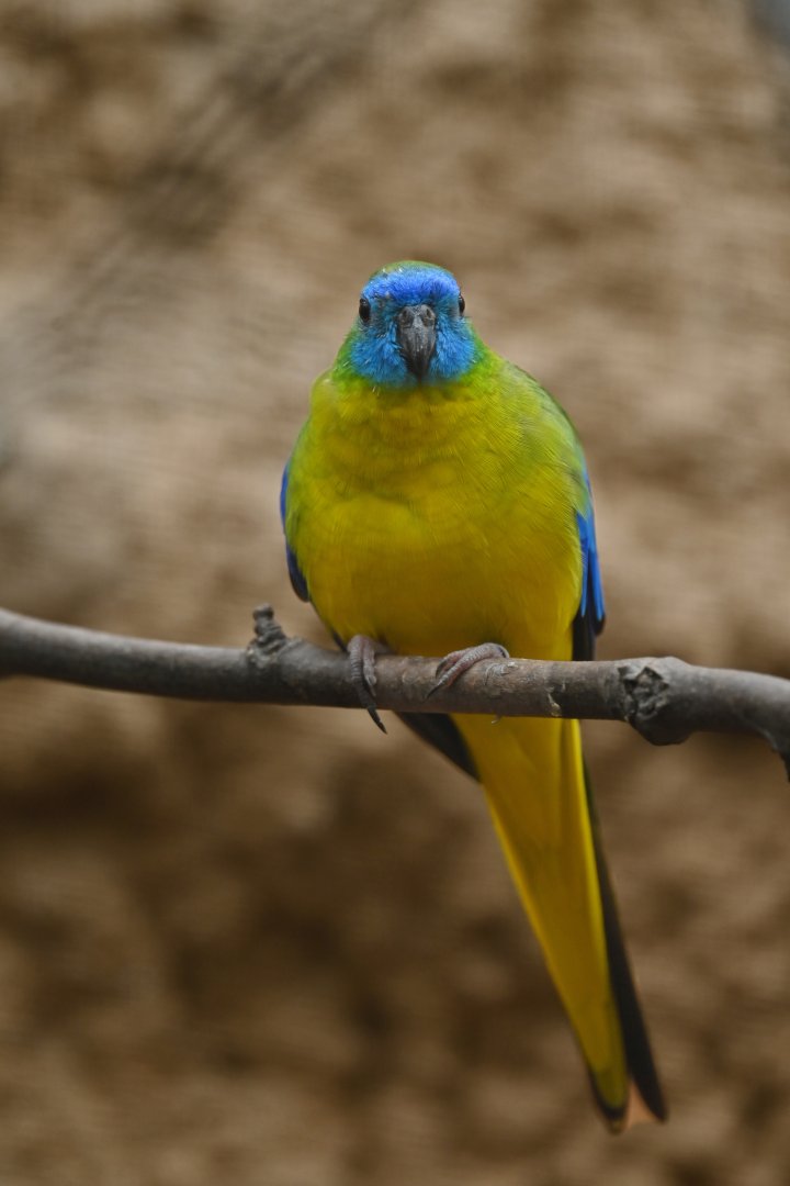 Turquoise Parrot Neophema pulchella