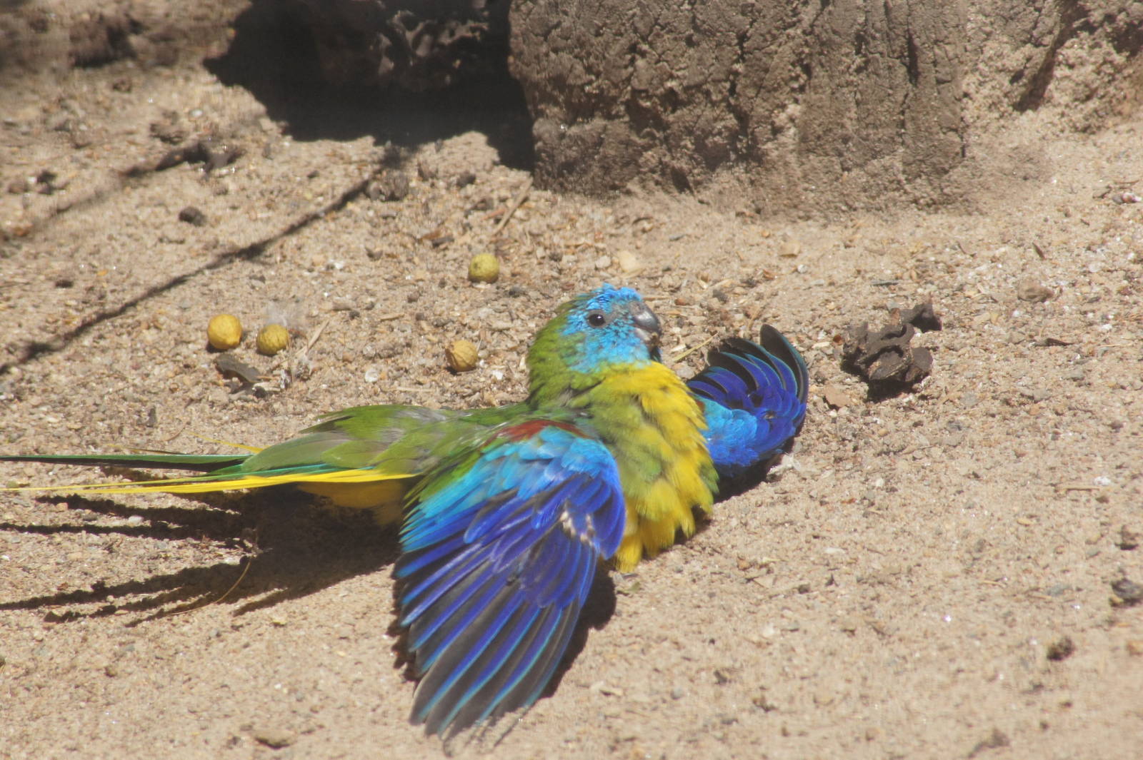 Turquoise parrot