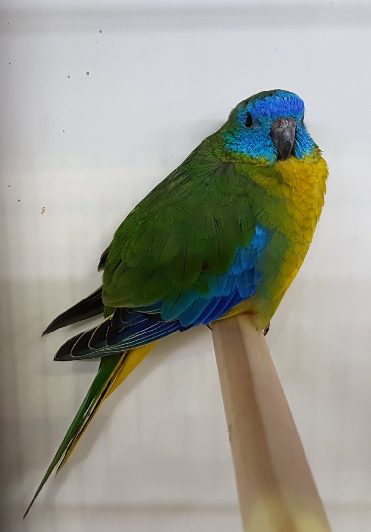 Turquoise parrot