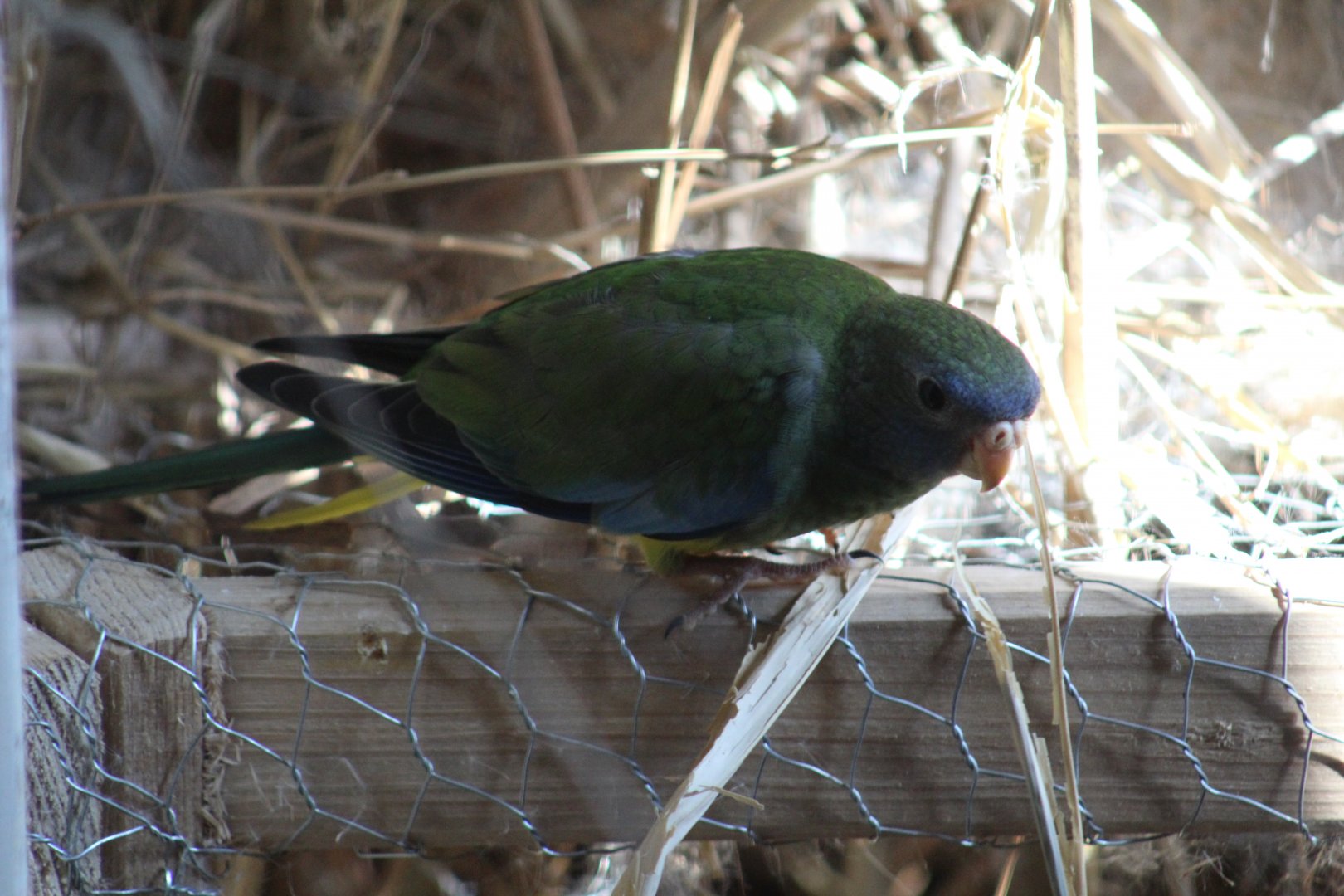 Turquoise Parrot