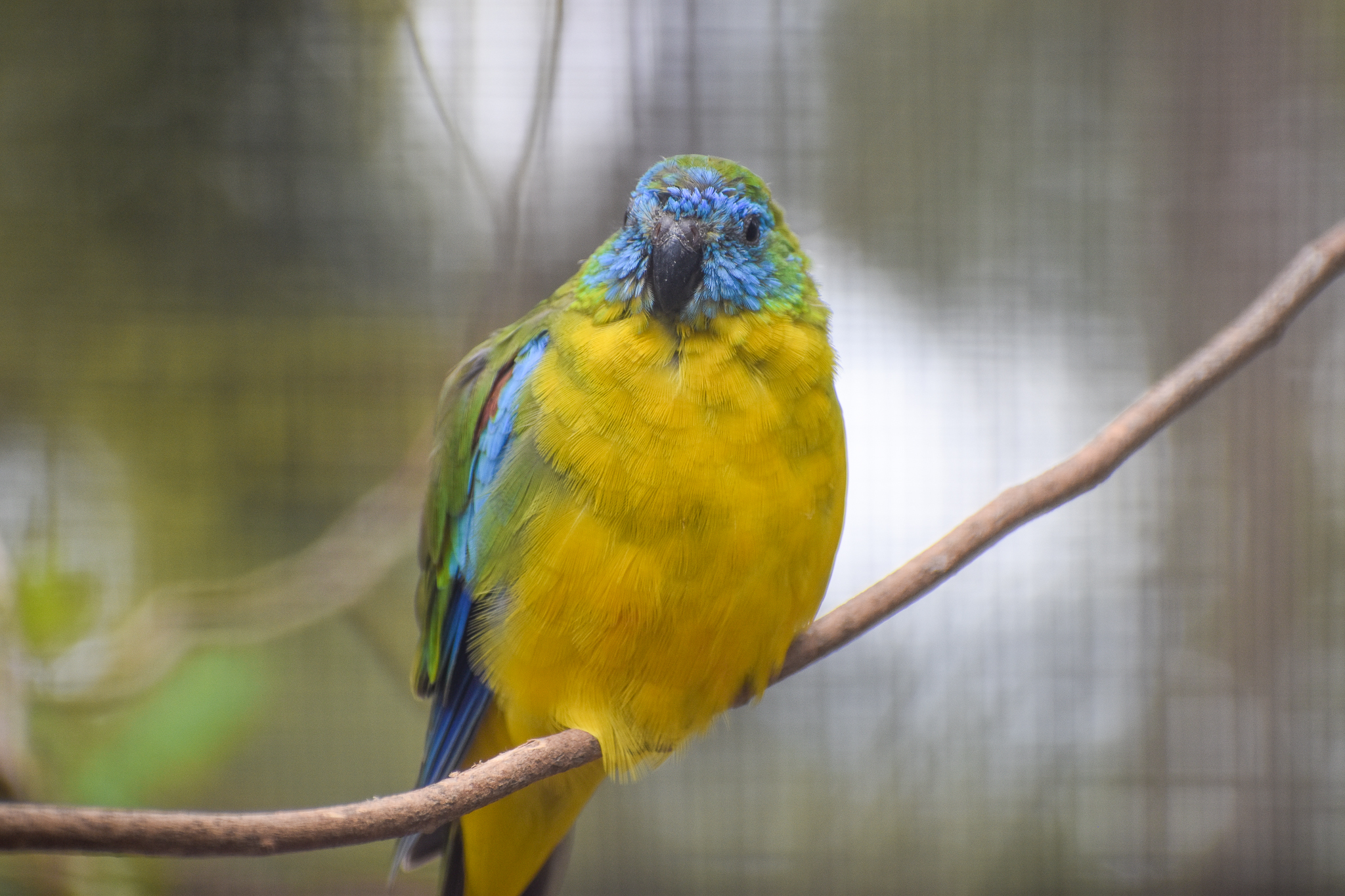 Turquoise Parrot