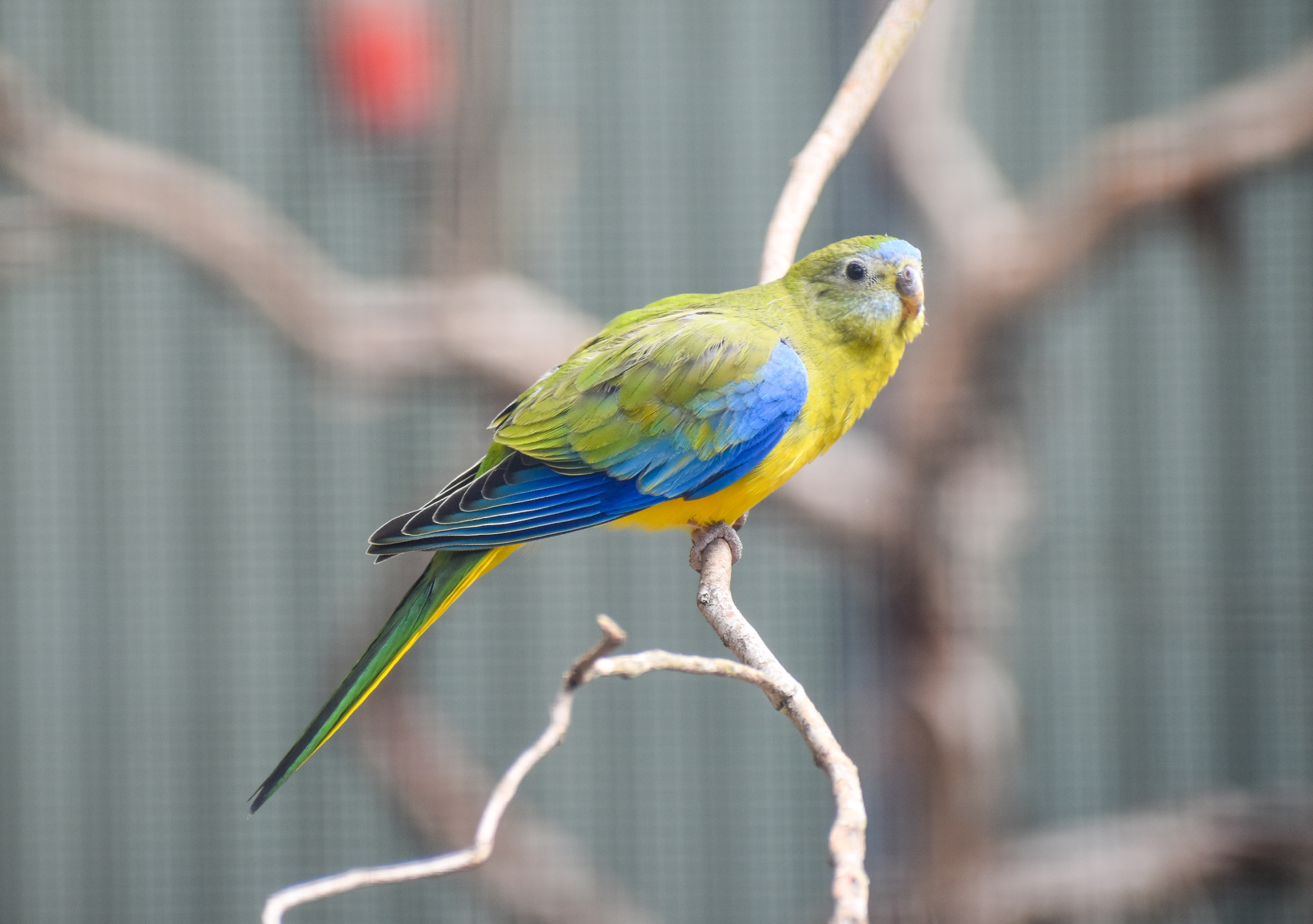 Turquoise Parrot