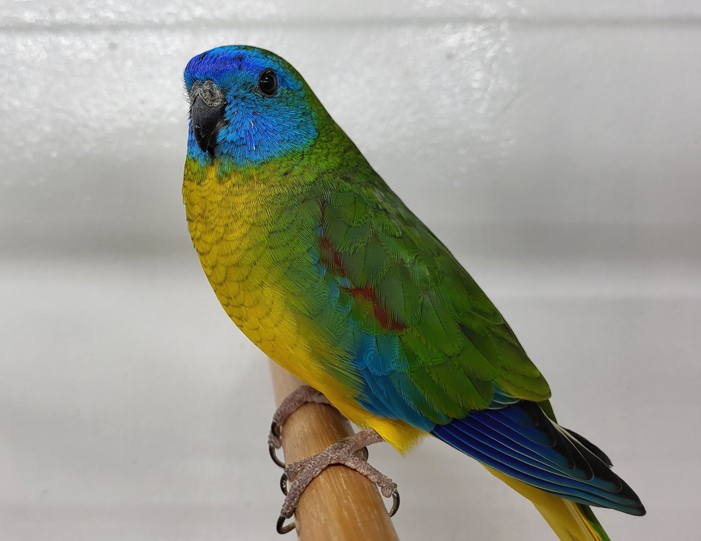 Turquoise parrot