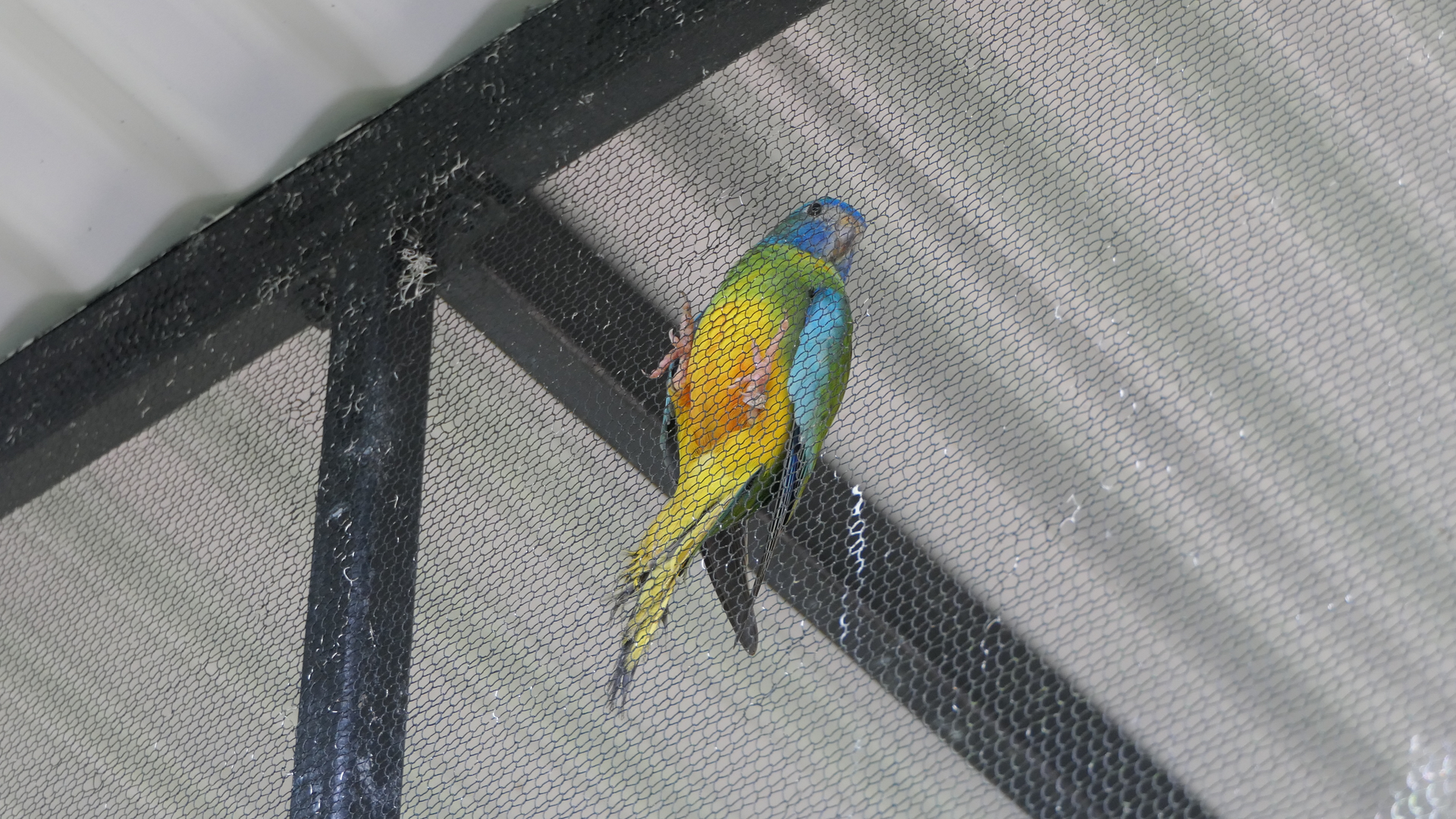 Turquoise Parrot