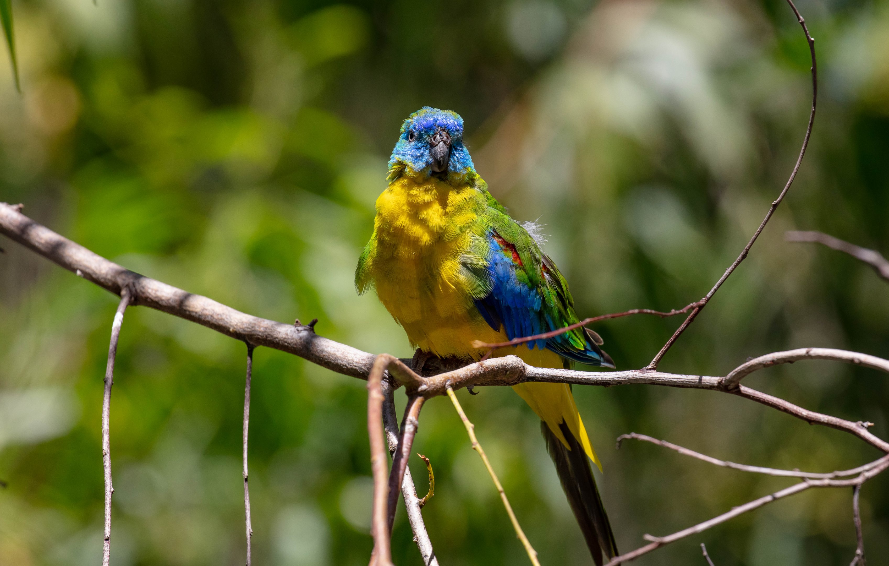 Turquoise Parrot