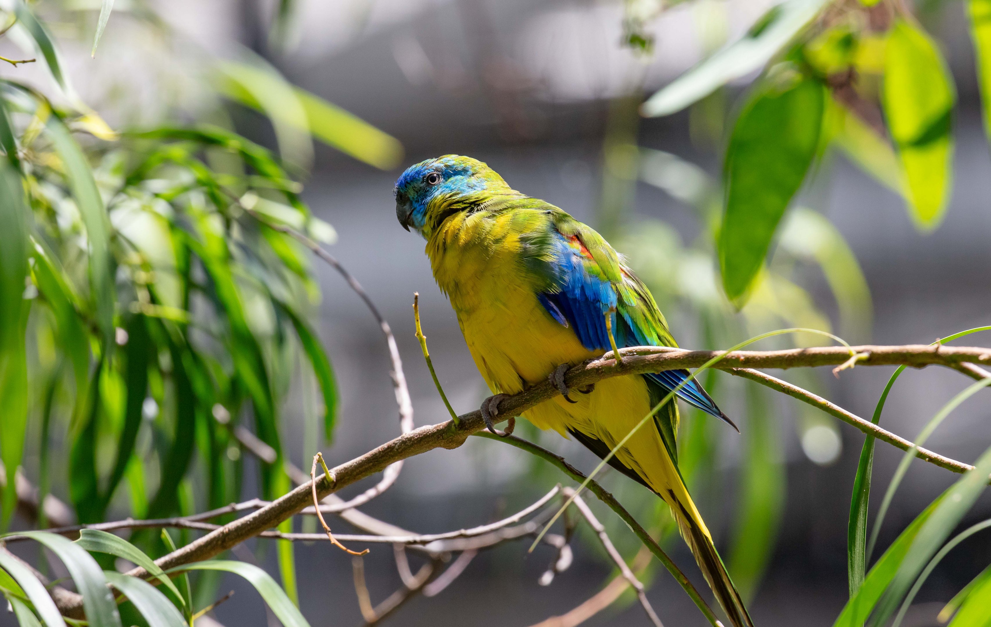 Turquoise Parrot