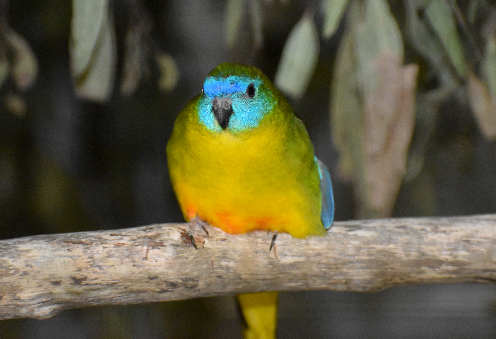 Turquoise Parrot
