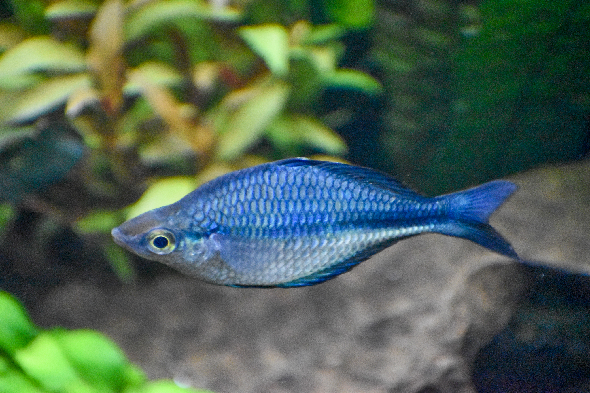 Turquoise Rainbowfish (Melanotaenia lacustris)