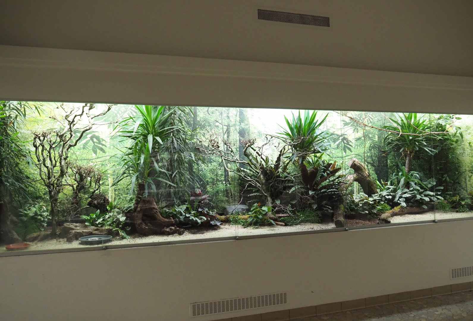 Turquoise tanager and Barred buttonquail aviary, 2021-06-12