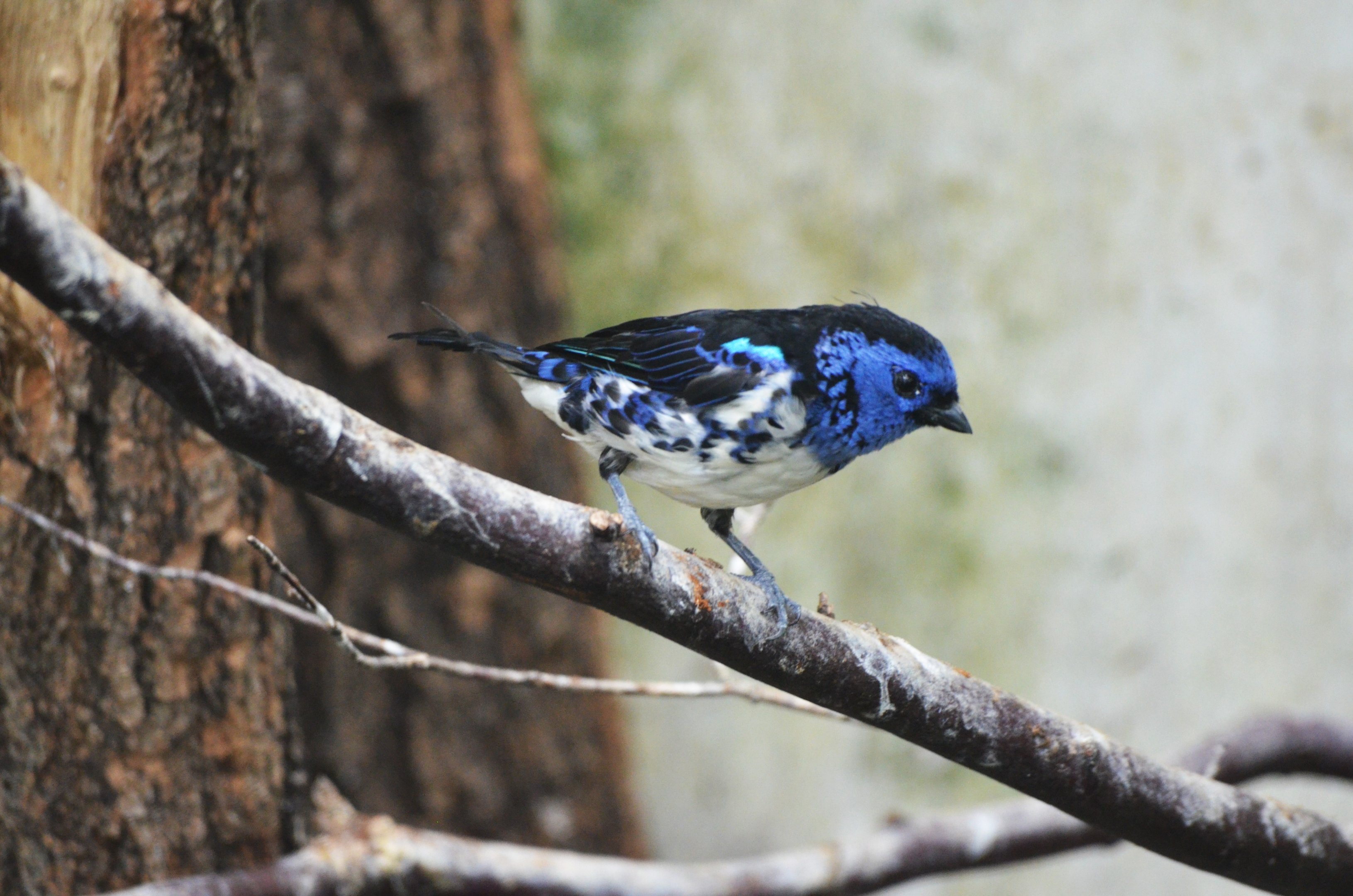 Turquoise Tanager at Wuppertal, 16/06/19