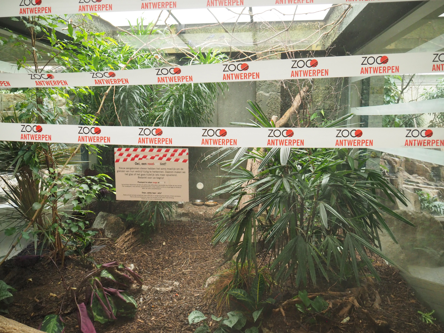 Turquoise tanager aviary with safety tape for new animals, 2022-05-26