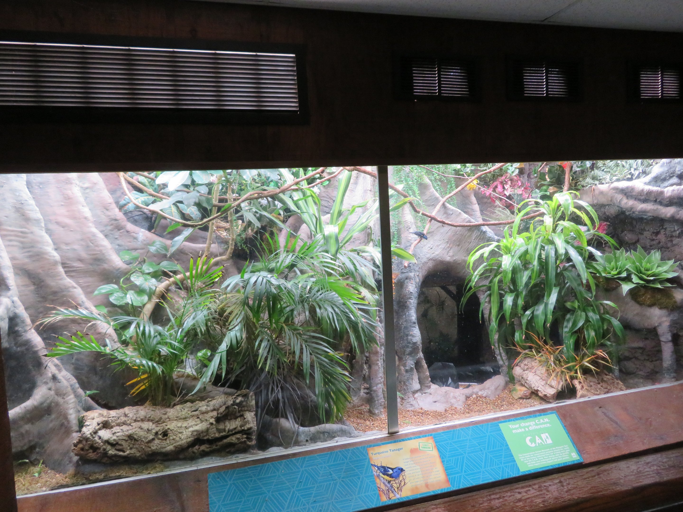 Turquoise Tanager Exhibit