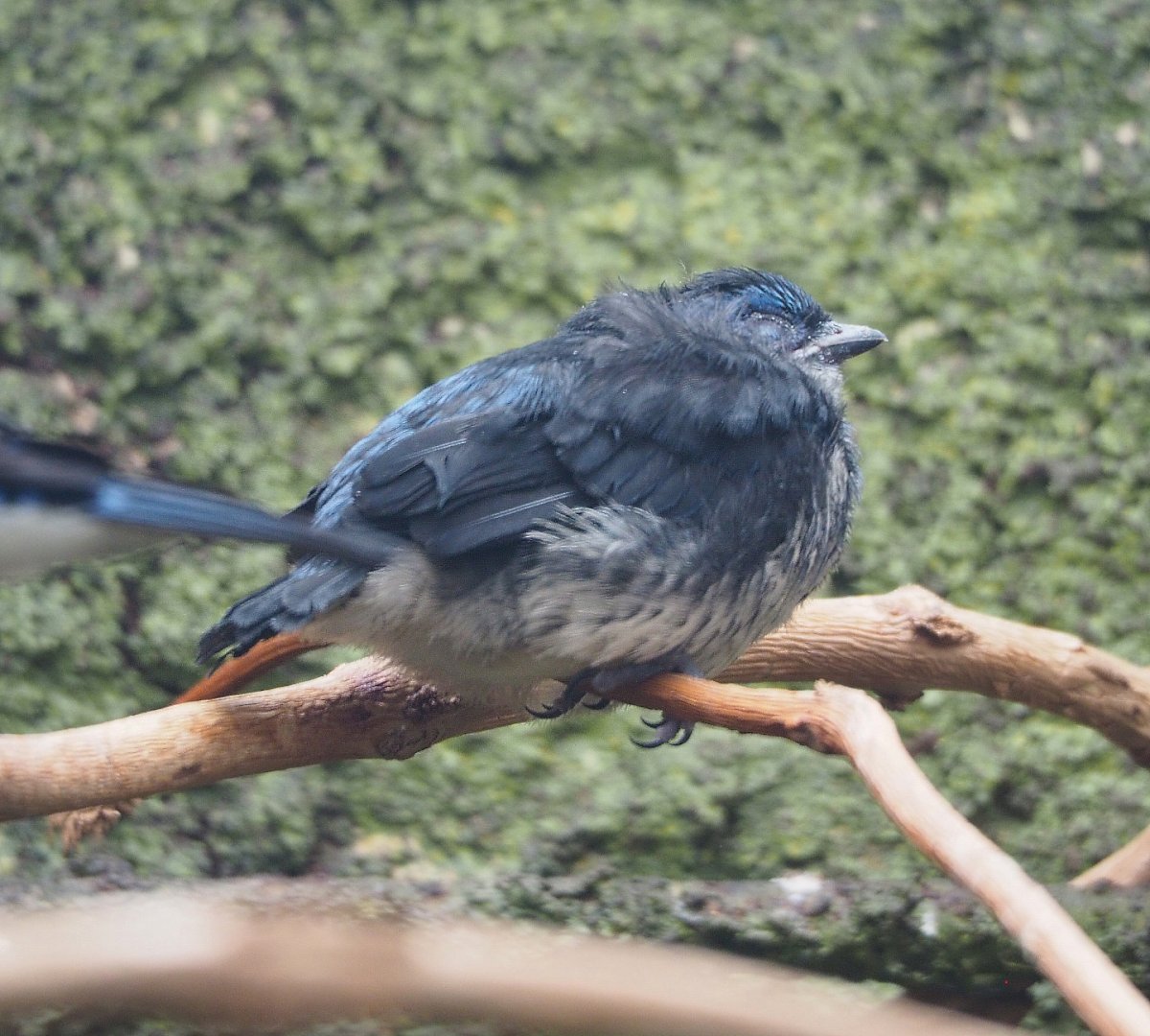 Turquoise tanager fledgling (Tangara mexicana mexicana), 2022-05-26