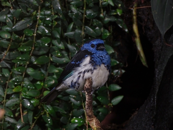 Turquoise tanager (Tangara mexicana) (04/22)
