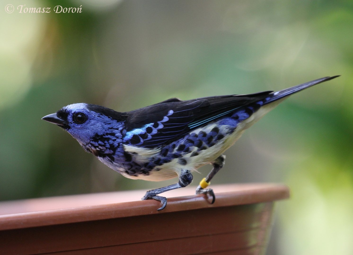 Turquoise Tanager (Tangara mexicana), July 2017