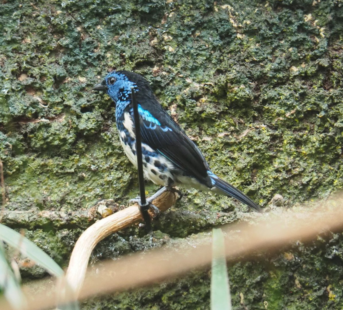 Turquoise tanager (Tangara mexicana mexicana), 2021-06-12