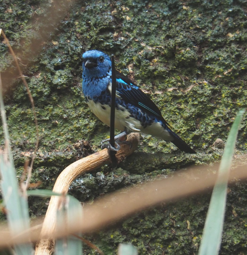 Turquoise tanager (Tangara mexicana mexicana), 2021-07-17