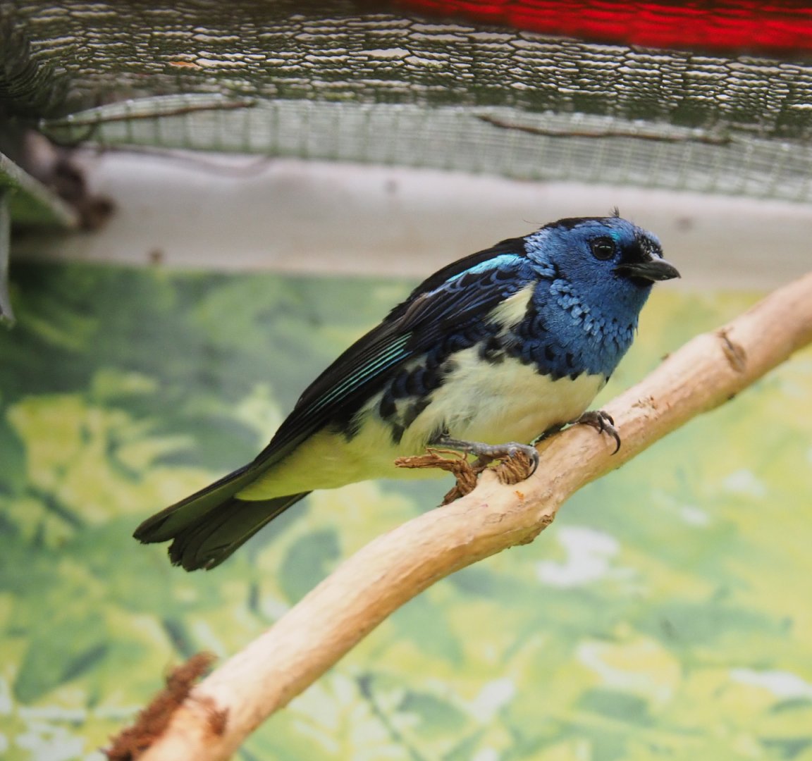 Turquoise tanager (Tangara mexicana mexicana), 2022-03-16