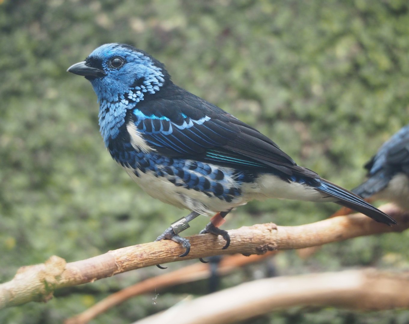 Turquoise tanager (Tangara mexicana mexicana), 2022-05-26