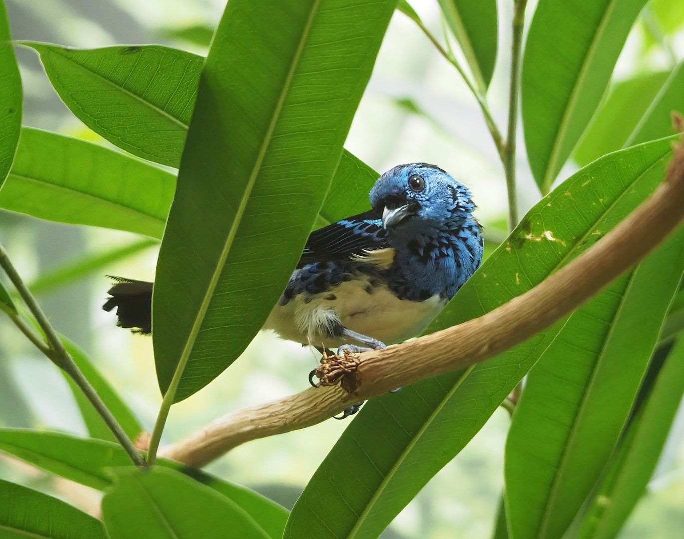 Turquoise tanager (Tangara mexicana mexicana), 2022-09-04