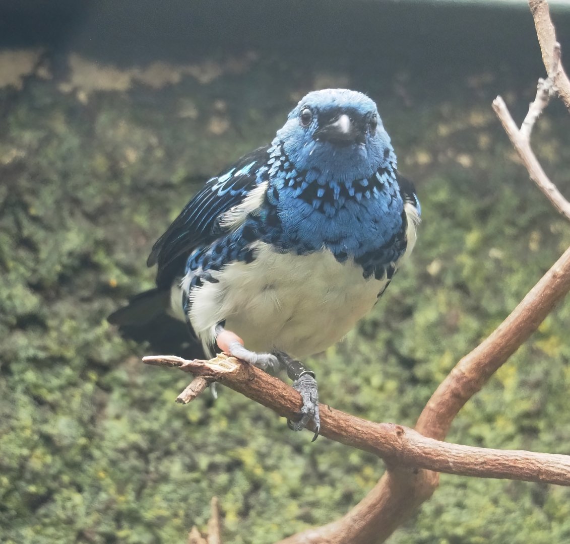Turquoise tanager (Tangara mexicana mexicana), 2023-07-22
