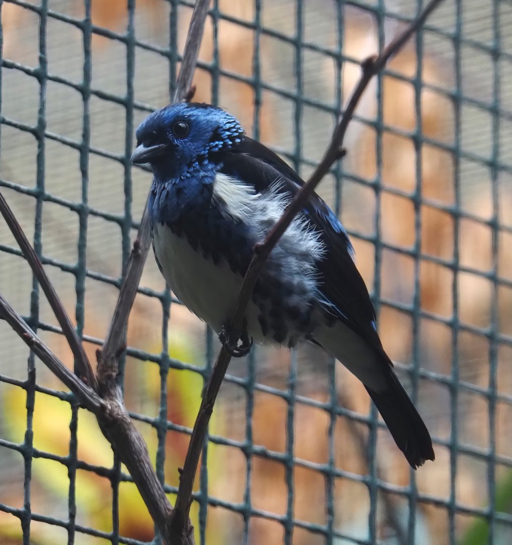 Turquoise tanager (Tangara mexicana mexicana), 2024-05-22