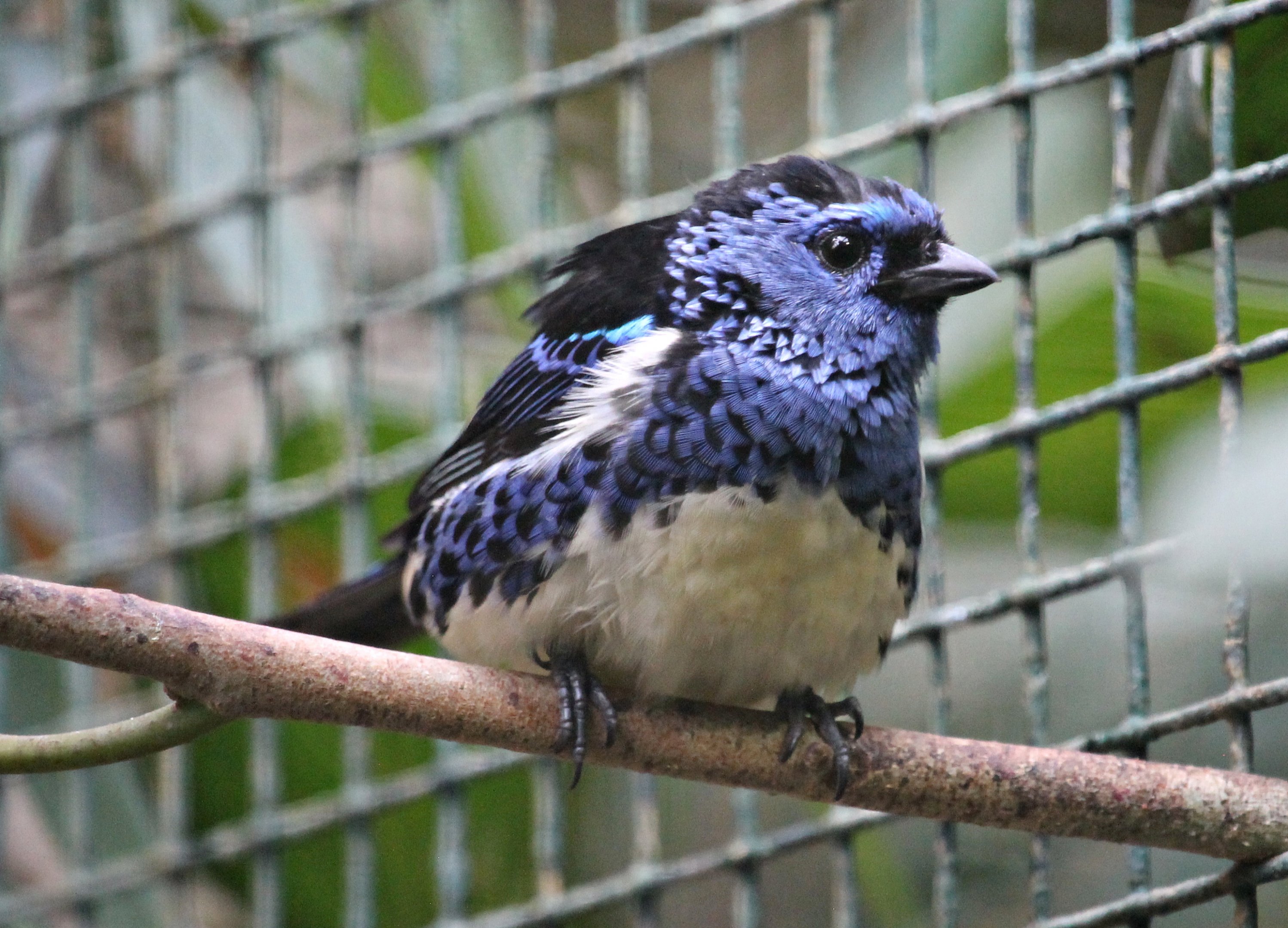 Turquoise tanager (Tangara mexicana mexicana) - Pukara
