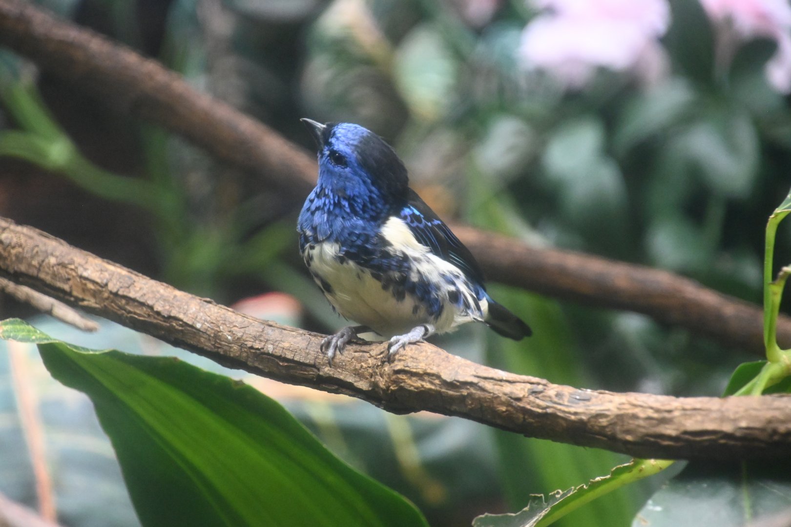 Turquoise tanager (Tangara mexicana mexicana)