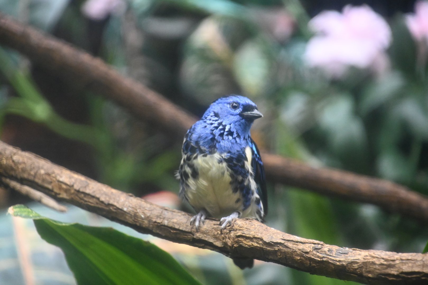 Turquoise tanager (Tangara mexicana mexicana)