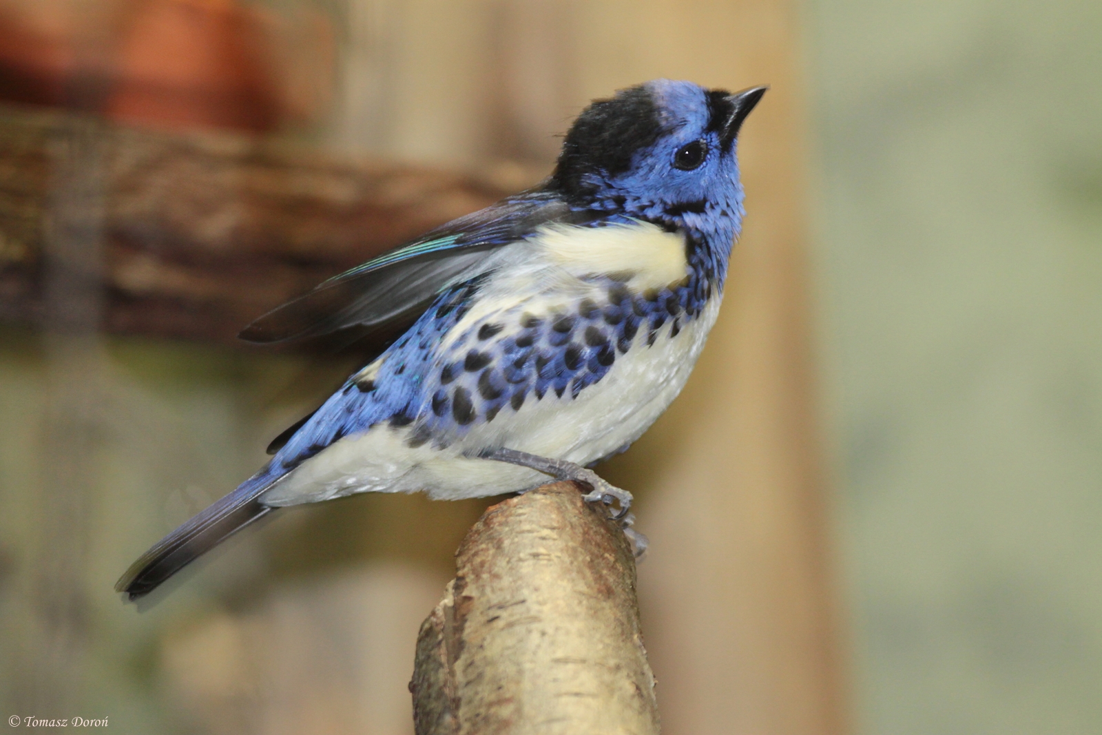 Turquoise Tanager (Tangara mexicana)