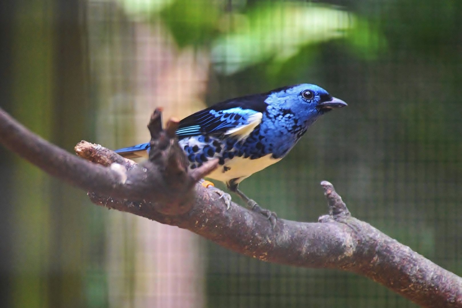 Turquoise Tanager (Tangara mexicana)