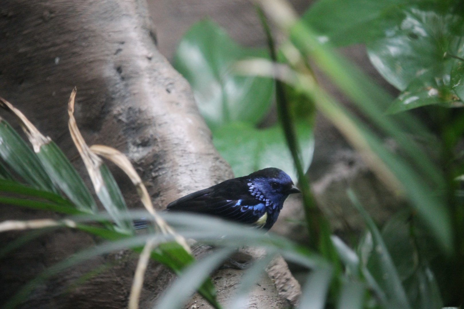 Turquoise Tanager (Tangara mexicana)