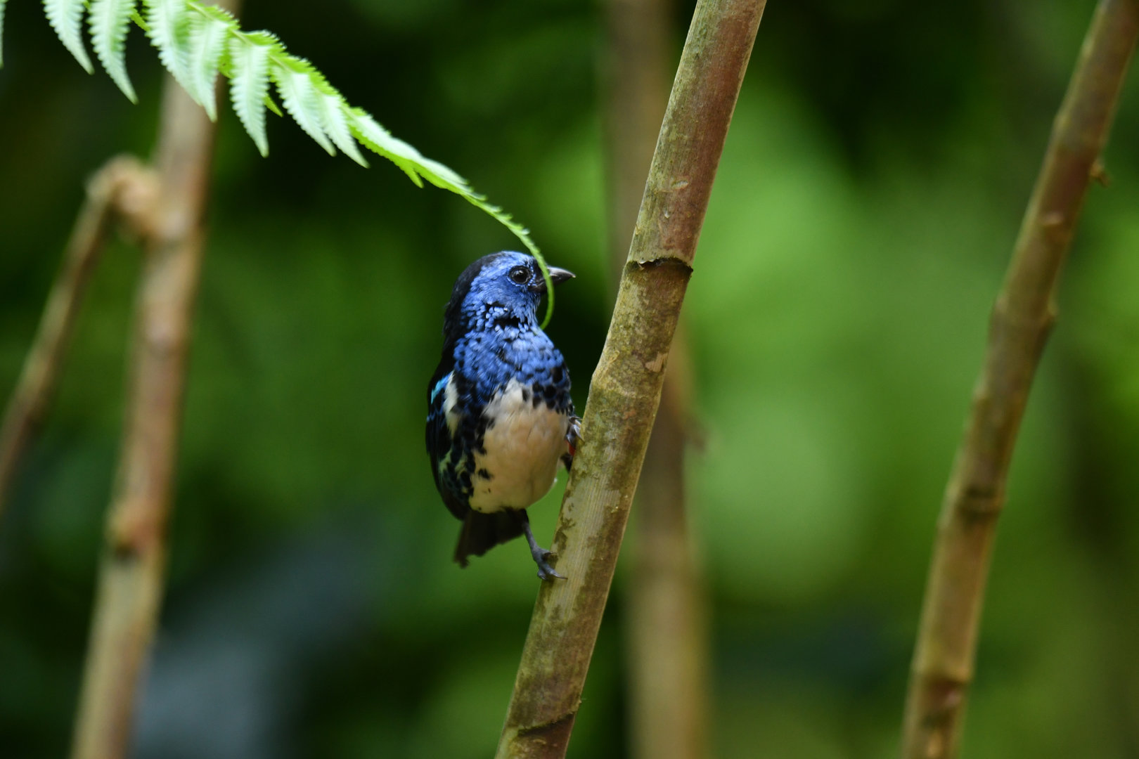 Turquoise Tanager Tangara mexicana
